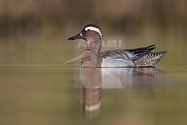 Male Garganey (Spatula querquedula) in Italy. Swimming on a lake during spring migration. stock-image by Agami/Daniele Occhiato,