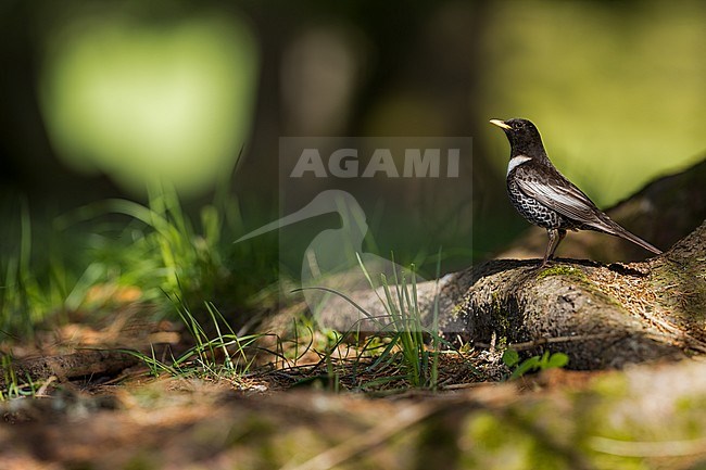 Adult male Ring Ouzel (Turdus torquatus alpestris) in Alp mountain forest Germany (Baden-Württemberg). Standing on forest floor. stock-image by Agami/Ralph Martin,