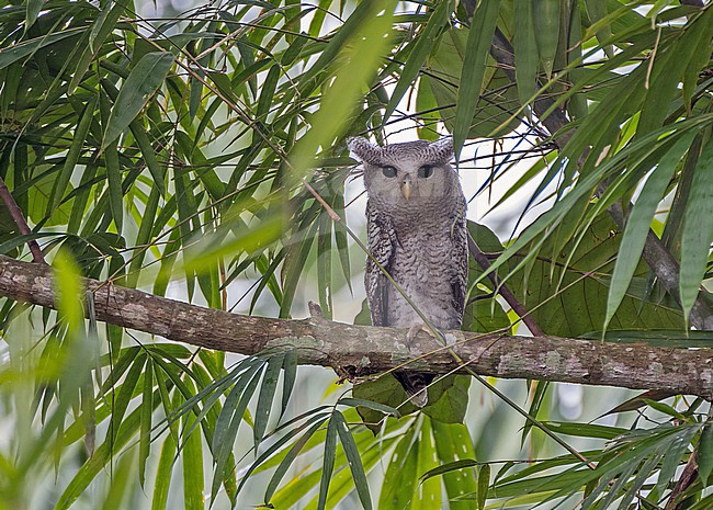 Juvenile Barred Eagle-Owl, Ketupa sumatrana, perched in broad daylight in Thailand. stock-image by Agami/Pete Morris,
