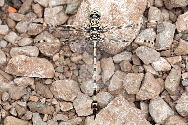 Mannetje Vaandeldrager, Male Lindenia tetraphylla stock-image by Agami/Wil Leurs,