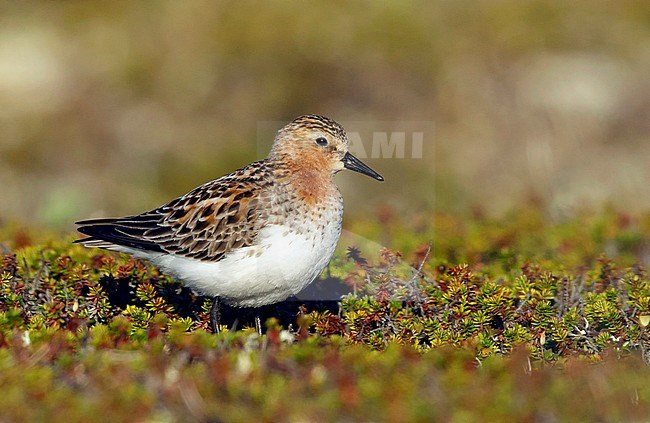 Adult Red-necked Stint (Calidris ruficollis) in breeding plumage at tundra of Seward Peninsula, Alaska, USA during June 2018. stock-image by Agami/Brian E Small,