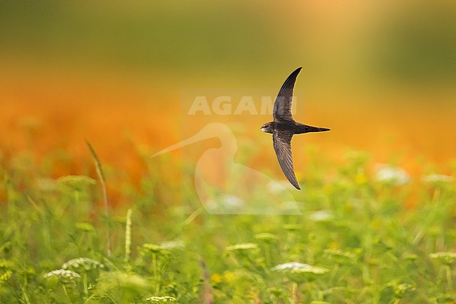 Common Swift (Apus apus) in Italy. stock-image by Agami/Daniele Occhiato,