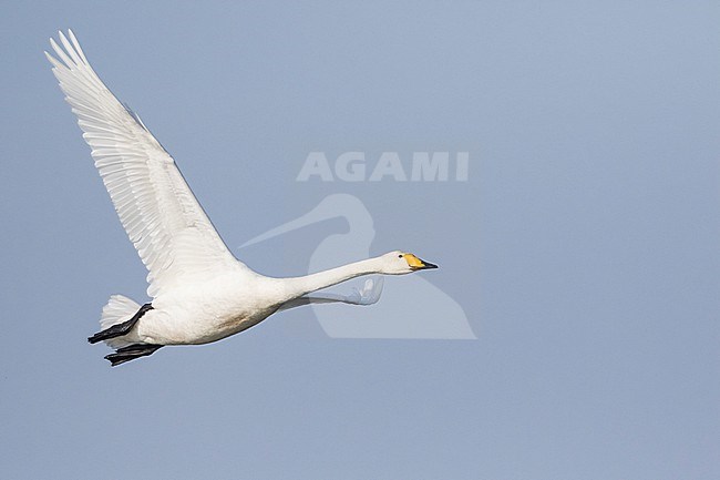 Whooper Swan - Singschwan - Cygnus cygnus, Germany (Mecklenburg-Vorpommern), adult stock-image by Agami/Ralph Martin,