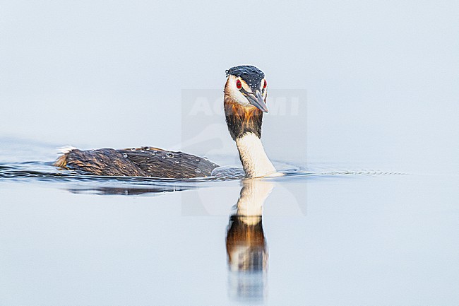 Fuut, Great Crested Grebe, Podiceps cristatus stock-image by Agami/Menno van Duijn,