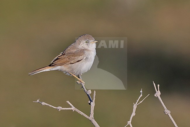 Male Asian Desert Warbler (Sylvia nana) stock-image by Agami/Andy & Gill Swash ,