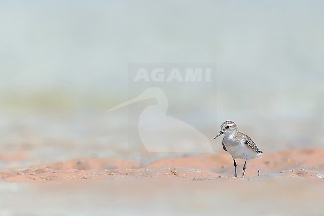 Red-necked Stint (Calidris ruficollis), standing on tidal mudflat stock-image by Agami/Georgina Steytler,
