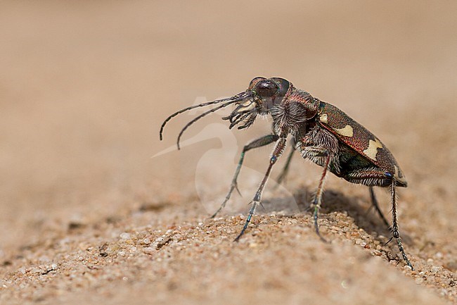 Cicindela hybrida - Northern dune tiger beetle - Dünen-Sandlaufkäfer, Germany (Rheinland-Pfalz), imago stock-image by Agami/Ralph Martin,