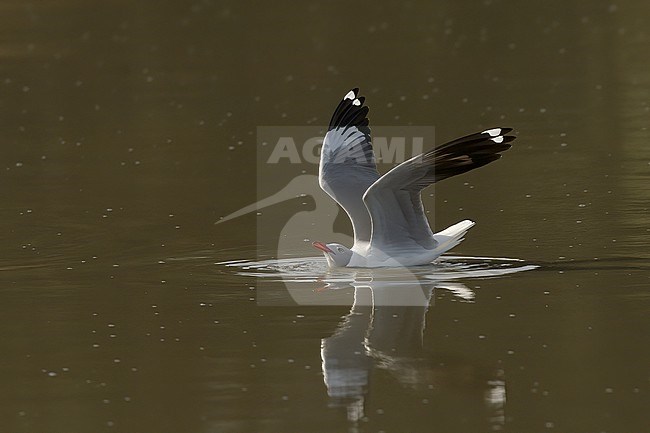 Grey-headed Gull (Chroicocephalus cirrocephalus poiocephalus), adult bird in breeding plumage in Gambia, Africa stock-image by Agami/Kari Eischer,