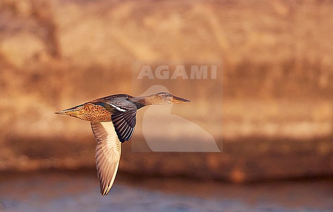 Northern Shoveler (Anas clypeata) in Finland during autumn migration. stock-image by Agami/Markus Varesvuo,