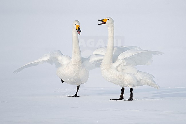 Whooper Swan (Cygnus cygnus) in winter surronding. stock-image by Agami/Marcel Burkhardt,