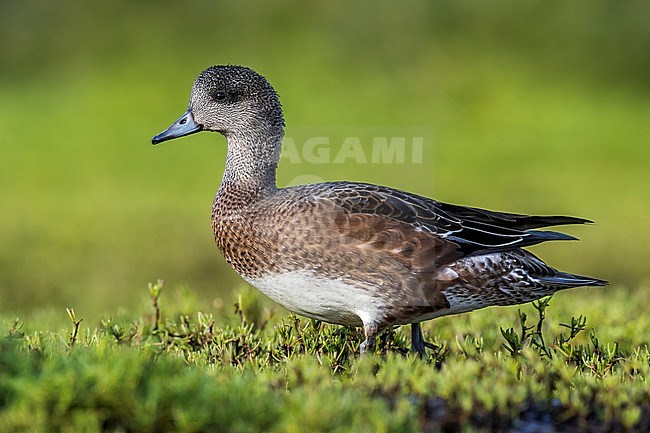 American Wigeon; Anas americana; Mareca americana stock-image by Agami/Daniele Occhiato,