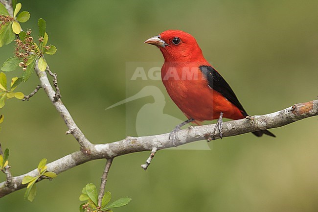 Volwassen mannetje Zwartvleugeltangare, Adult male Scarlet Tanager stock-image by Agami/Brian E Small,
