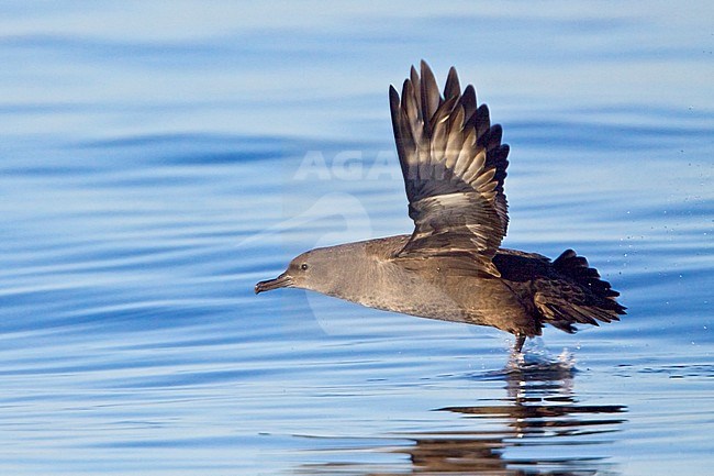 Sooty Shearwater (Puffinus griseus) flying in Victoria, BC, Canada. stock-image by Agami/Glenn Bartley,