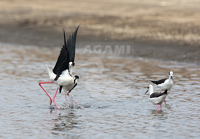 Black-winged Stilt fighting; Steltkluut vechtend stock-image by Agami/Roy de Haas,