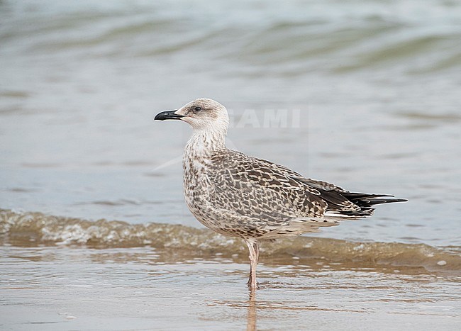 First calendar year Yellow-legged Gull (Larus michahellis) standing on the beach in the Ebro delta in Spain. stock-image by Agami/Marc Guyt,