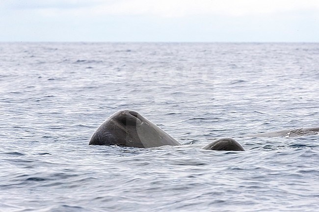 Pod of Sperm Whale (Physeter macrocephalus) adult and juvenile SW off Terceira, Azores, Portugal. stock-image by Agami/Vincent Legrand,