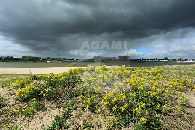Gelderse Poort, Millingerwaard stock-image by Agami/Jacques van der Neut,
