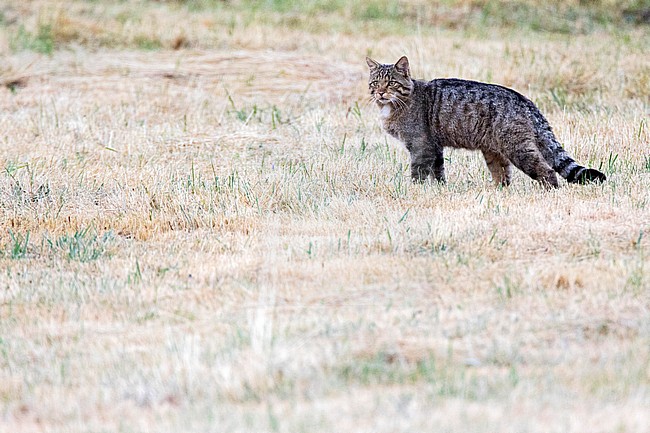 European Wild Cat (Felis silvestris silvestris) in Spain stock-image by Agami/Oscar Díez,