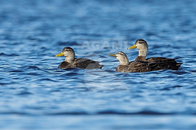 Adult male (left), adult female (center), adult male (right) American Black Ducks (Anas rubripes)
Ocean Co., N.J.
March 2017 stock-image by Agami/Brian E Small,