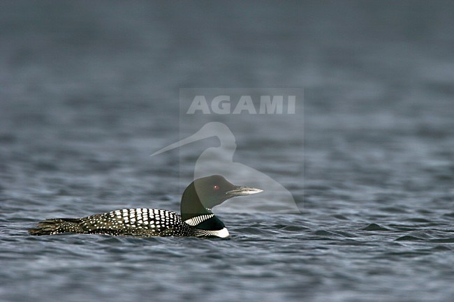 Volwassen IJsduiker in zomerkleed; Adult Great Northern Loon in summer plumage stock-image by Agami/Menno van Duijn,
