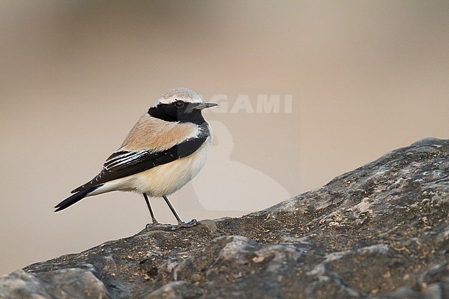 Desert Wheatear - Wüstensteinschmätzer - Oenanthe deserti, Oman, adult male stock-image by Agami/Ralph Martin,