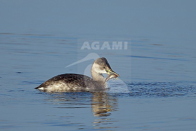 Wintering Red-necked Grebe (Podiceps griseigena) along the North Sea coast in the Benelux. stock-image by Agami/Kris de Rouck,