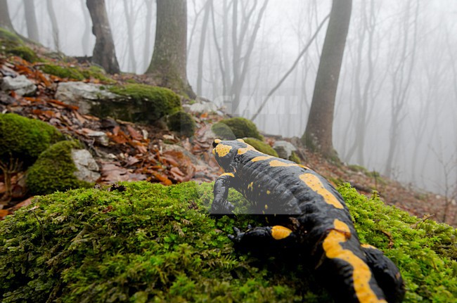 Vuursalamander, Fire salamander stock-image by Agami/Rob de Jong,