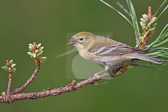 Adult female
Harris Co., TX
February 2007 stock-image by Agami/Brian E Small,