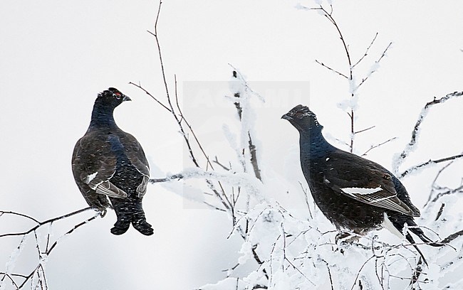 Second-year males Black Grouse (Lyrurus tetrix) sitting in a frost covered tree near Suomussalmi in Finland during a cold winter. stock-image by Agami/Markus Varesvuo,