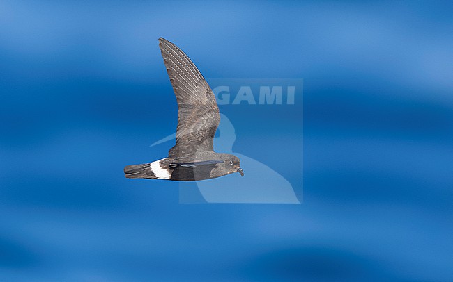 Mediterranean Storm-Petrel (Hydrobates pelagicus melitensis) flying off l'Ametlla de Mar, Spain. stock-image by Agami/Vincent Legrand,