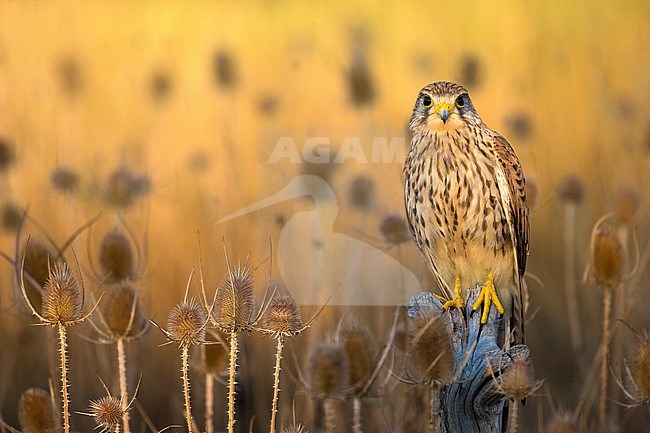 Eurasian Kestrel, Falco tinnunculus, in Italy. stock-image by Agami/Daniele Occhiato,