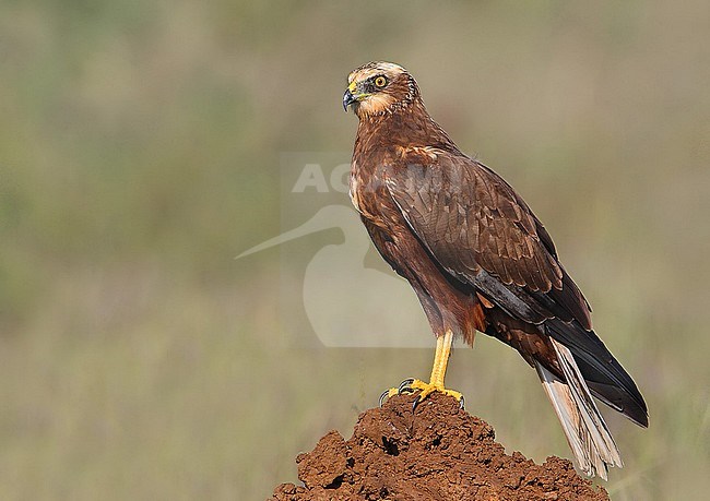 Wintering female (type) Western Marsh Harrier (Circus aeruginosus) in India. stock-image by Agami/Clement Francis,