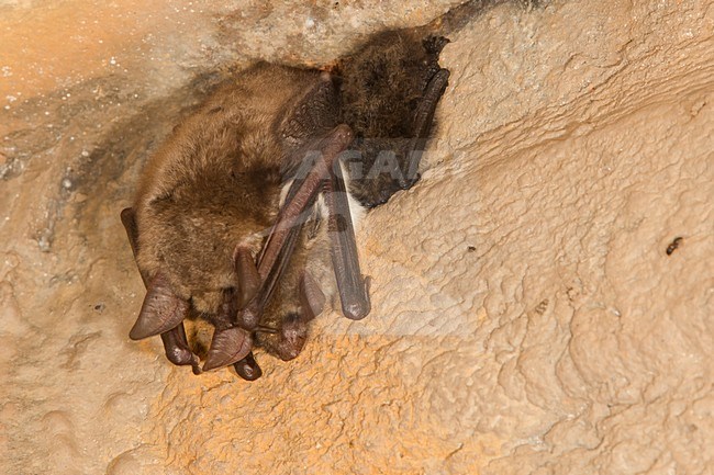 Vale vleermuizen in winterslaap, Greater Mouse Eared Bats in hibernation stock-image by Agami/Theo Douma,
