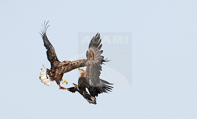 Zeearend onvolwassen vechtend; White-tailed Eagle immature fighting stock-image by Agami/Markus Varesvuo,