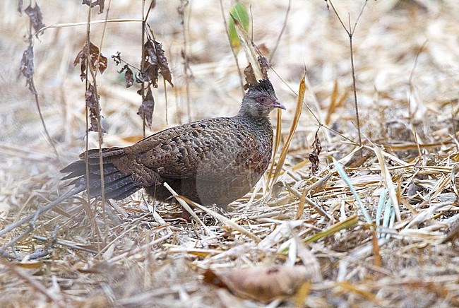 Red Spurfowl (Galloperdix spadicea)I in India. stock-image by Agami/David Monticelli,