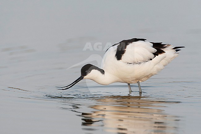 Pied Avocet, Recurvirostra avosetta, at Wagenjot on Texel. stock-image by Agami/Marc Guyt,