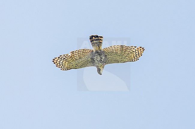 Ornate Hawk-Eagle, Spizaetus ornatus, in Panama. stock-image by Agami/Pete Morris,