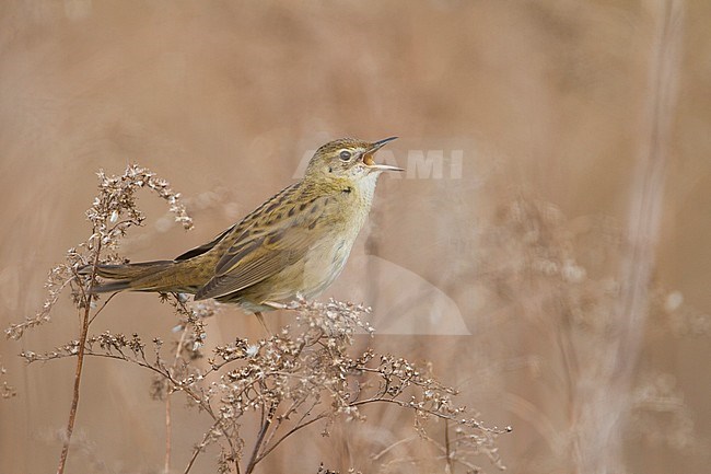 Common Grasshopper Warbler - Feldschwirl - Locustella naevia ssp. naevia, Germany stock-image by Agami/Ralph Martin,
