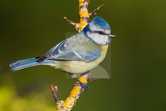 Blue Tit (Cyanistes caeruleus), adult perched on a branch stock-image by Agami/Saverio Gatto,