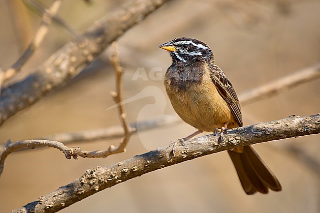 Cinnamon-breasted Bunting (Emberiza tahapisi) male, perched, Oman stock-image by Agami/Tomas Grim,