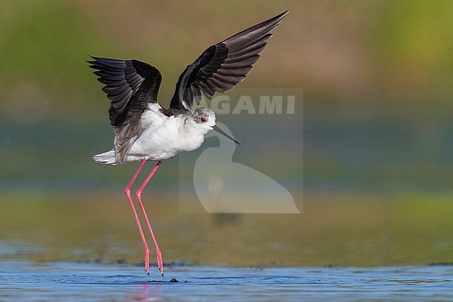 Black-winged Stilt (Himantopus himantopus), adult taking off from the water stock-image by Agami/Saverio Gatto,