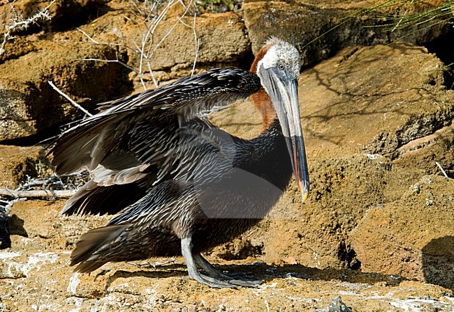 Bruine Pelikaan; Brown Pelican stock-image by Agami/Roy de Haas,