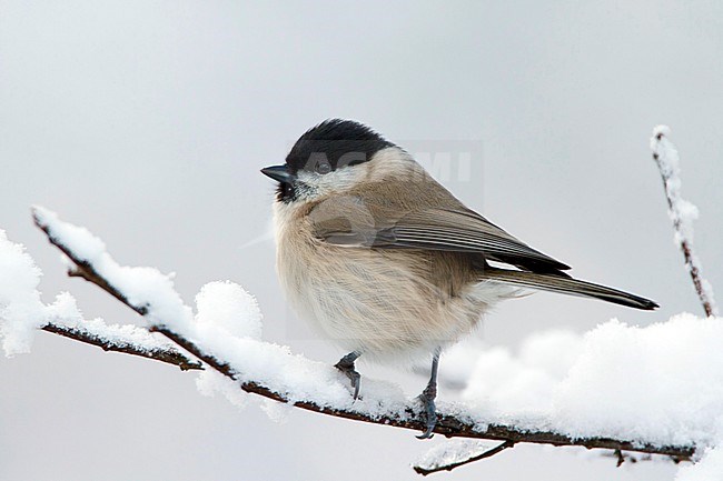 glanskop zittend op besneeuwde tak; marsh tit sitting on snowy branch; stock-image by Agami/Walter Soestbergen,