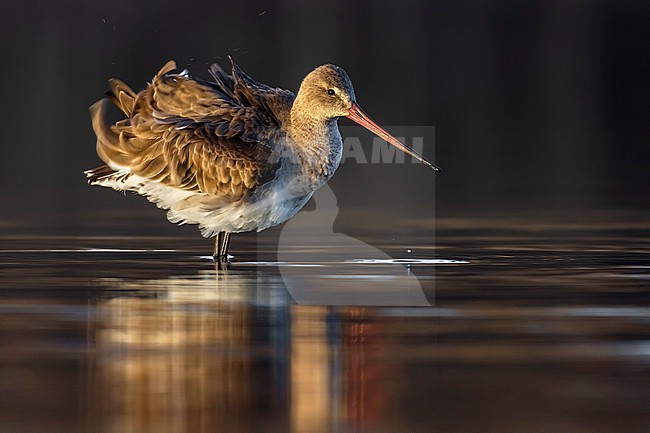 Black-tailed Godwit (Limosa limosa) in Italy. stock-image by Agami/Daniele Occhiato,