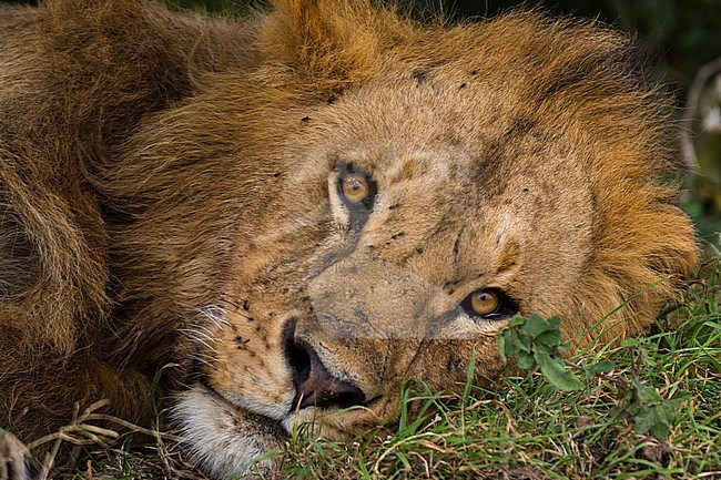 Close up portrait of a male lion, Panthera leo, facing the camera. stock-image by Agami/Sergio Pitamitz,