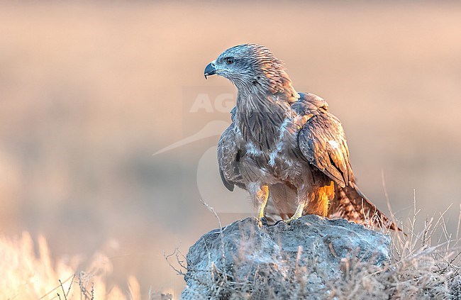Black Kite on the outlook stock-image by Agami/Onno Wildschut,