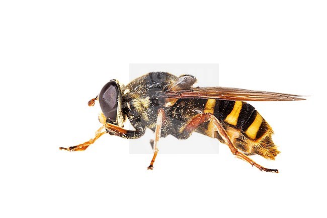 Bog Hoverfly, Sericomyia silentis stock-image by Agami/Wil Leurs,