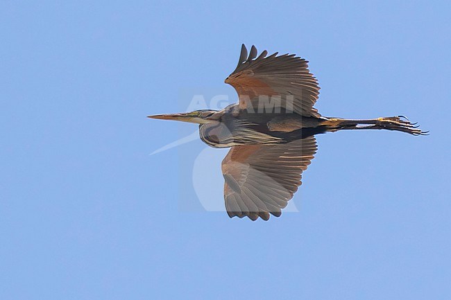 A Purple Heron is seen flying overhead showing its beautiful colors against a clear blue bakcground. stock-image by Agami/Jacob Garvelink,