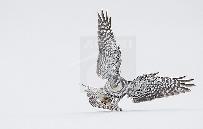 Hunting Northern Hawk Owl (Surinia ulula) Kuusamo Finland stock-image by Agami/Markus Varesvuo,