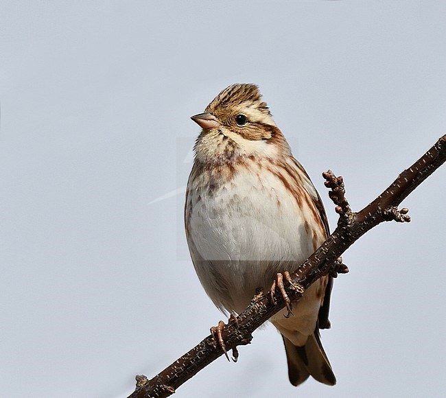 Wintering Rustic Bunting (Emberiza rustica) in Japan. Perched on a twig, frontal view. stock-image by Agami/Laurens Steijn,
